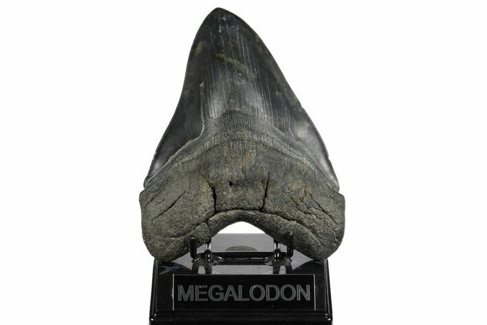 Fossil Megalodon Tooth - + Foot Shark #180868